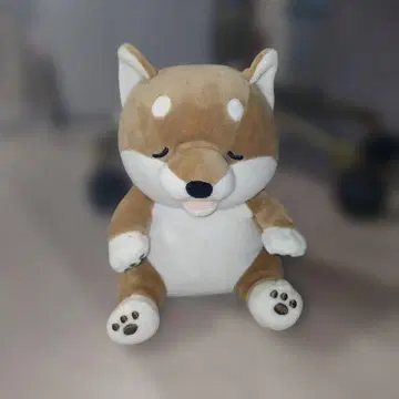 앙 물고 씹는 햄스터 시바견