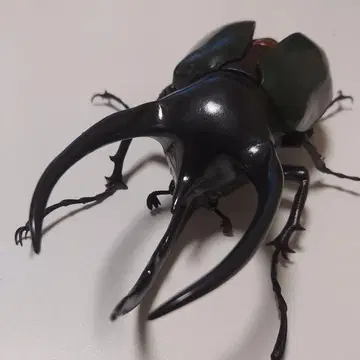 코카서스장수풍뎅이 생물대도감 어드밴스 미개봉 새상품