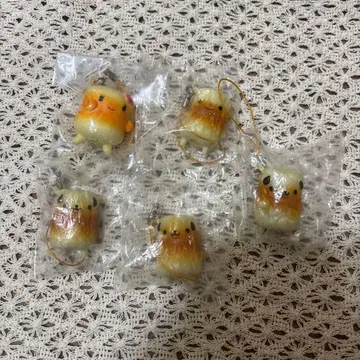 스퀴즈 하이리타마에 치쿠와 군 초레어