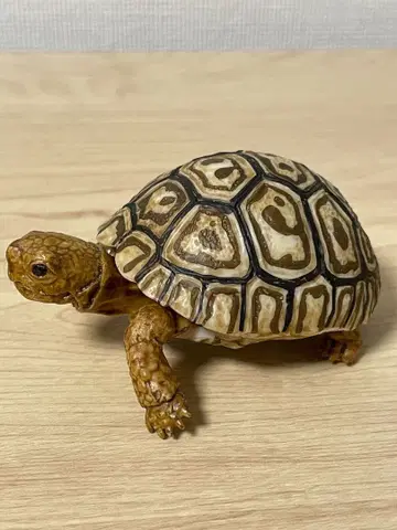 소말리아표범무늬거북 (유체) 생물대도감 거북 06 파충류 생물 가챠