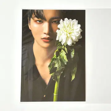 초레어 ATEEZ 성화 엽서 scawaii