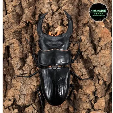 생물대도감 어드밴스 사슴벌레 02 오오쿠와가타