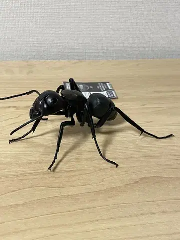 검은개미 생물대도감 포함 곤충 생물 가챠