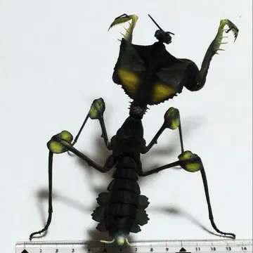 니세하마오 사마귀 피규어