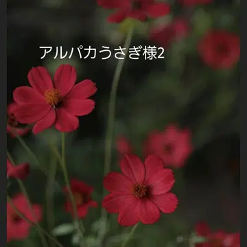 [ 알파카 토끼님 2 ] BTS 메모장 묶음