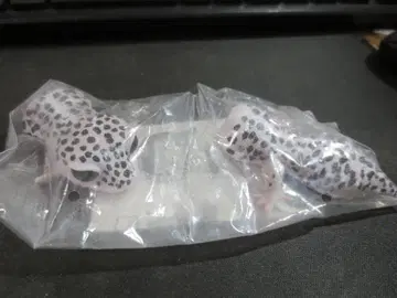 새상품 생물대도감 쁘띠 레오파드게코 레어! 슈퍼 맥스노