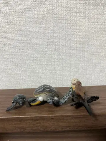 [ 아니아 ] 거북이 랏코