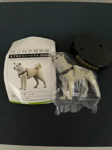 국립과학박물관 아키타견 하치 카이요도 캡슐뮤지엄