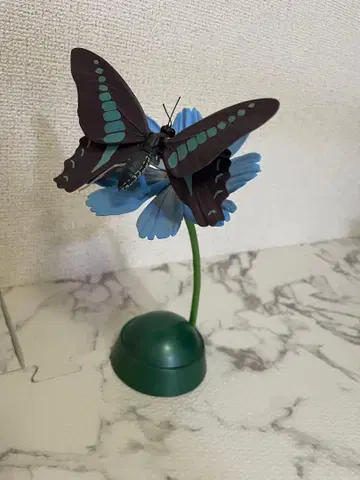 생물대도감 어드밴스 호랑나비 푸른줄호랑나비