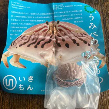 바닷가 생물 2 점박이꽃게