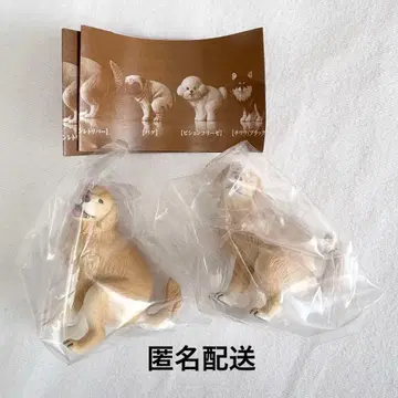 굼바리누 2 골든 리트리버