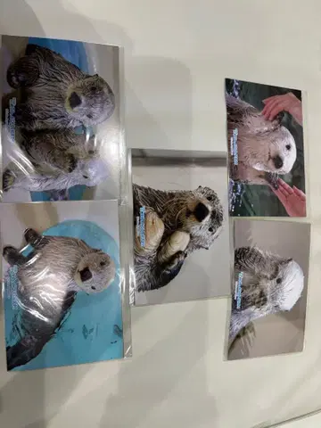 랏코의 메이짱 복권 브로마이드 세트