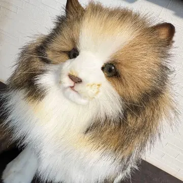 HANSA 노르웨이안 포레스트캣