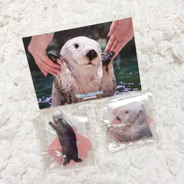 캡슐 복권 토바 수족관 랏코의 메이짱 복권 키라 D상 E상 펜 스탠드