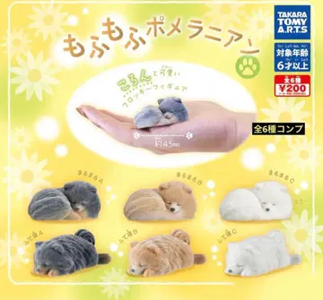 복슬복슬 포메라니안 전 6종 컴플리트