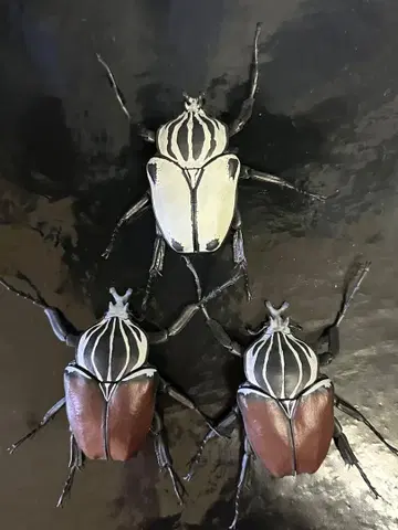 생물대도감 골리앗장수풍뎅이 기타 세트