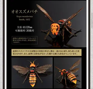 생물대도감 어드밴스 오오말벌, 키이로말벌 온라인판