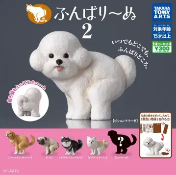 굼바리누 2 퍼그 치와와