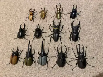 생물대도감 장수풍뎅이&사슴벌레