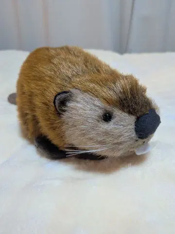 레어 SUPERBEAVER 비버짱