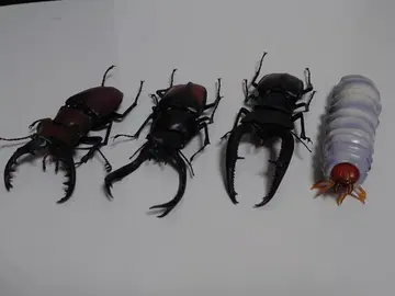 생물대도감 장수풍뎅이 02 컴프 세트