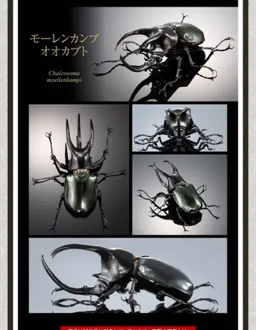 생물대도감 어드밴스 모렌캄프대왕장수풍뎅이