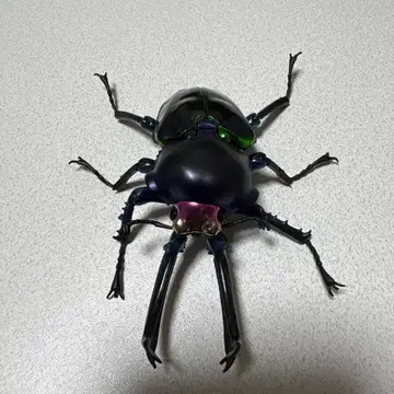 BANDAI 생물 대도감 무지개사슴벌레 다크 블루