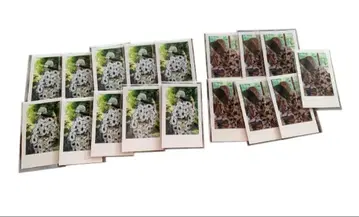 이레귤러 퀘스트 실사 랜덤 폴라로이드풍 카드 2025 유스케