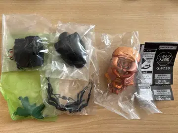 생물대도감 사슴벌레 10 번데기