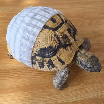 파충류 양서류 제일복권 피규어 육지거북