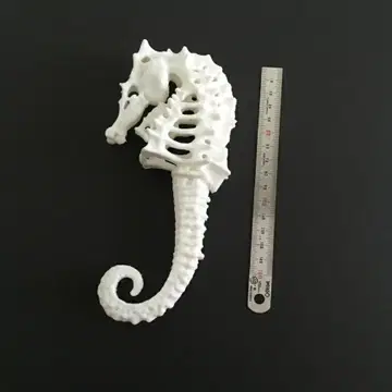 해마 골격 모델 약 15cm 화이트