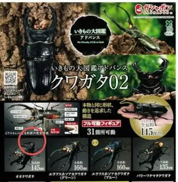 생물대도감 어드밴스 사슴벌레 02 오오쿠와가타 단품 캡슐판