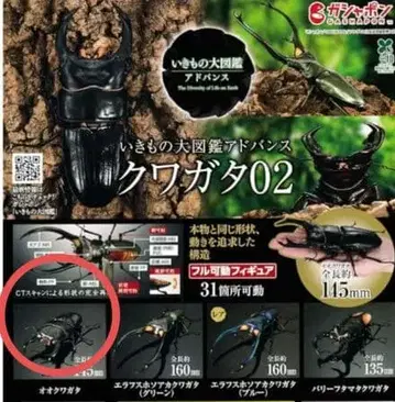 생물대도감 어드밴스 사슴벌레 02 오오쿠와가타