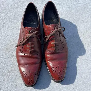 리걸 셰틀랜드 폭스 DBR