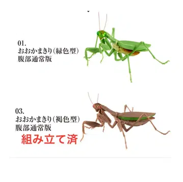 생물대도감 사마귀