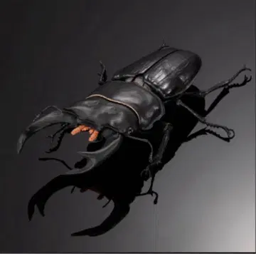 생물대도감 어드밴스 사슴벌레 02 오오쿠와가타 단품 캡슐판