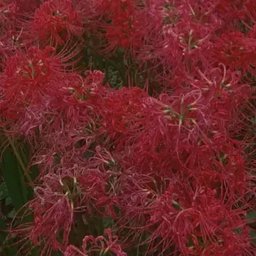 오이란 행렬 독으로 물든 변하기 쉬운 마음