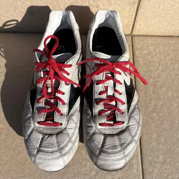 모렐리아 네오 2 25cm