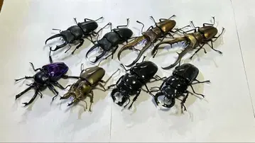 생물대도감 어드밴스 무지개 사슴벌레 기타 사슴벌레 세트