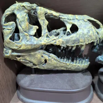 티라노사우루스 렉스 머리 모형 약 30cm