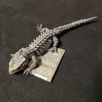 생물 대도감 아카메가부토 도마뱀 브라운