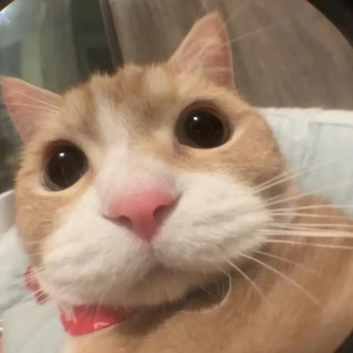 에이스테 에일리언스테이지 틸 이반 피규어 일괄 양도