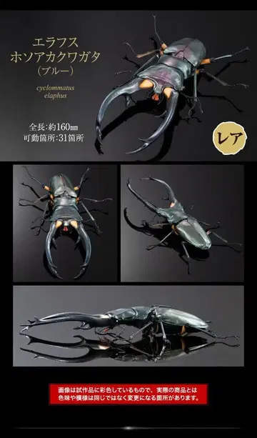 에라푸스 호소아카사슴벌레 블루 레어