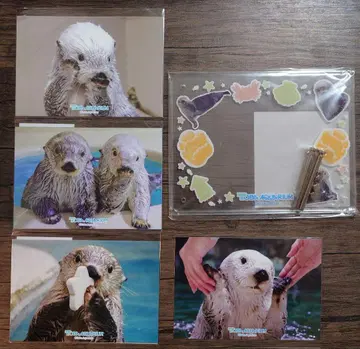 캡슐 복권 B상 메이 손 모양 포함 사진 프레임 반짝이는 브로마이드