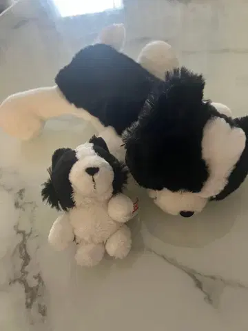 NICI 보더콜리 세트