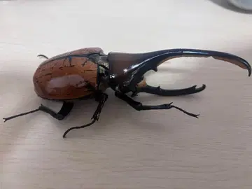 생물대도감 어드밴스 헤라클레스 옥시덴탈리스 (골드 헤드ver)