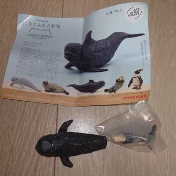 하시모토 미오의 조각 마린 월드 코빌레고