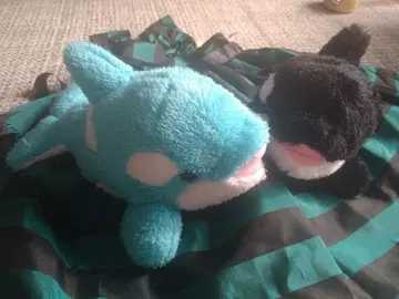 파랑과 블랙 범고래 봉제 인형