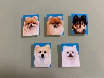 낯선 사람의 포메라니안 증명사진 가챠 5개