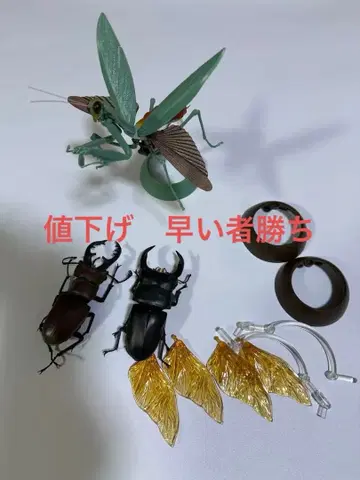 생물대도감 가챠 장수풍뎅이 사마귀 오오쿠와가타 오오카마키리 미야마